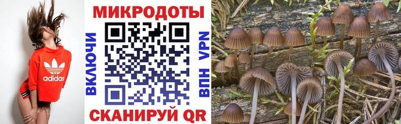 Псилоцибиновые грибы Psilocybe где найти наркотики Староминская